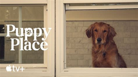 Puppy Place — Goldie the Golden Retriever .